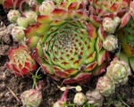 Sempervivum mazais