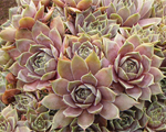 Sempervivum rozaa