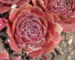 Sempervivum sarkanais