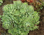Sempervivum zals