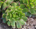 Sempervivum kosais
