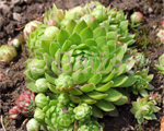 Sempervivum sobolifera