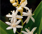 Smilacina stellata