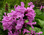 Stachys macrantha