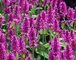 Stachys monieri hummelo