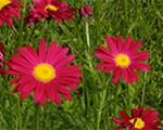 Tanacetum robinsonsred