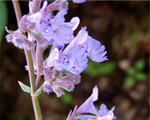 Teucrium chamaedrys