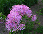 Thalictrum aquilegifolium atropurpureum