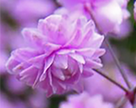 Thalictrum aquilegifolium hevittsdouble
