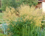 Thalictrum dasycarpum