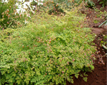 Thalictrum minus