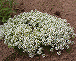 Thymus pannonicus albiflora
