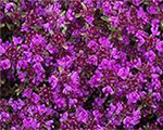 Thymus preacox redcarpet