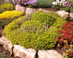 Thymus goldendwarf