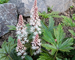 Tiarella wherryi