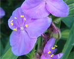 Tradescantia zila