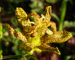 Tricyrtis pulverulenta