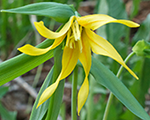 Uvalaria grandiflora