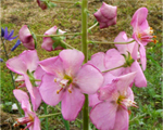 Verbascum phoeniceum
