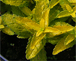 Veronica prostrata aztecgold