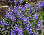 Veronica prostrata coerulea