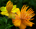Trollius chinensis