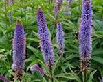 Veronicastrum virginicum cupid