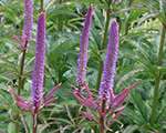 Veronicastrum virginicum redarrows