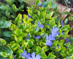 Vinca aureovariegata