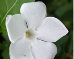 Vinca colada