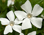 Vinca gertudejekyll