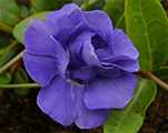 Vinca panta