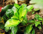 Vinca sebastian