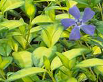 Vinca variegatetgolden