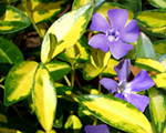 Vinca illumnations