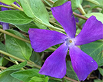 Vinca balcanica darlingtonstar