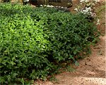 Vinca minor