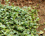 Vinca argentovariegata