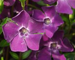 Vinca atropurpurea