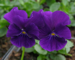 Viola cornuta martin
