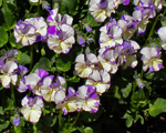 Viola rebeccacawthorne