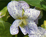 Viola freckles sororaria