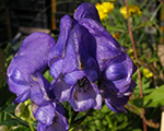 Aconitum fischeri