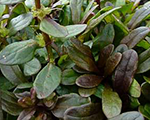 Ajuga minibraun reptans