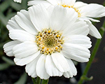 Achillea ageratifolia