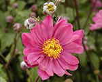 Anemone pamina
