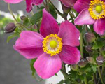 Anemone fantasyredridinghood