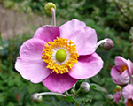 Anemone tomentosa robutissima