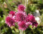 Antennaria dioica rubra