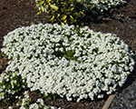 Arabis caucasica littletreasurewhite